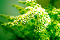 Coaching nauczycielski